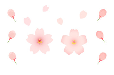 桜の花とつぼみ