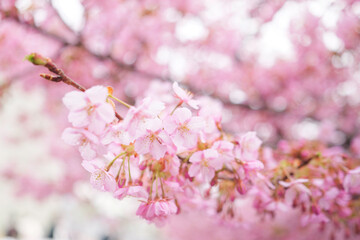 Cherry blossoms, beautiful scenery of spring in Japan