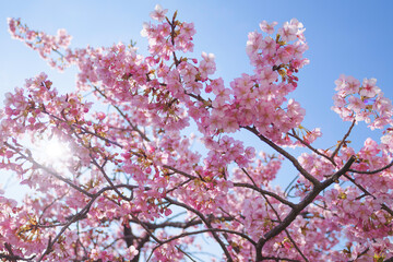 Cherry blossom petals shining beautifully in the sunlight	
