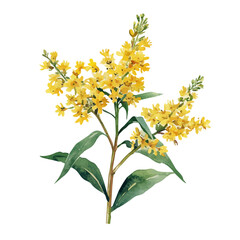 A watercolor vector of a Goldenrod flower, isolated on a white background. Goldenrod flower vector


