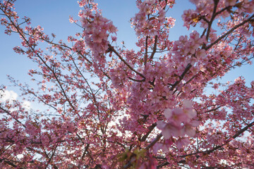 Cherry blossom petals shining beautifully in the sunlight	
