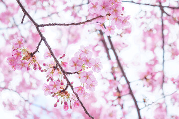 Fototapeta premium Cherry blossoms, beautiful scenery of spring in Japan