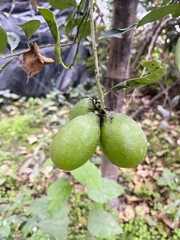 Close up shoot of lemons hanging on tree.