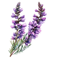 A watercolor vector of a Heather flower, isolated on a white background. Heather flower vector

