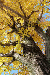 Tree of gingko biloba against the blue sky in autumn background. Beautiful yellow gingko biloba...