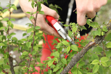 gardener with pruning shears trims felt cherry. tree care in the garden