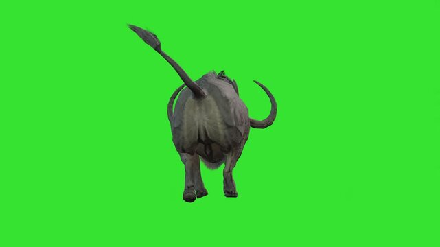Buffalo animal back view walking green screen or chroma key video clip motion