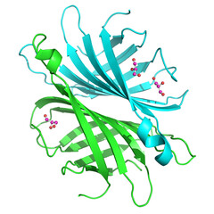 DC-SIGNR (L-SING) protein structure