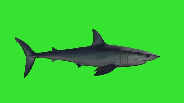 Shark moving in water in side way green screen or chroma key video clip motion background 