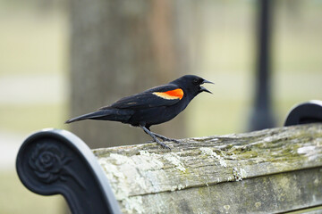 The red-winged blackbird (Agelaius phoeniceus) is a passerine bird of the family Icteridae found in most of North America and much of Central America.