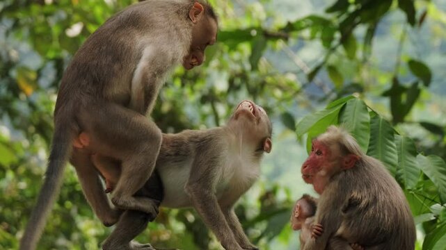 Dominant male monkey mates with a female monkey as a different female monkey nurses a baby