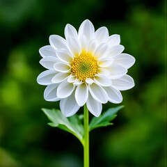 Close up of a single white dahlia flower with a yellow center, set against a blurred green background. The image features soft lighting and emphasizes the delicate details of the bloom.