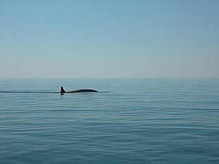 Fototapeta premium A lone whale gracefully swims through calm ocean waters peacefully