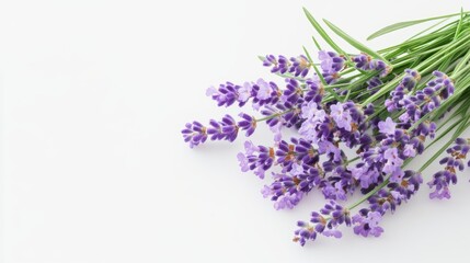 Bouquet of Lavender Flowers Isolated on White Background Mother's Day, Valentine Day.