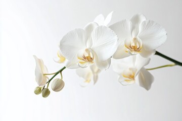 A delicate white orchid set against a pristine white backdrop.