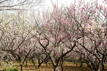 Fototapeta premium 百花繚乱