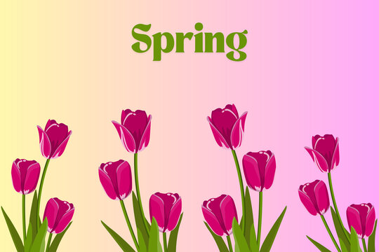 R&oacute;żowe tulipany z zielonymi liśćmi i łodygami na pastelowym tle z napisem Spring