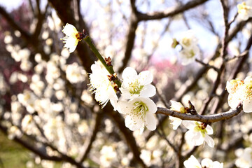 Obraz premium 百花繚乱