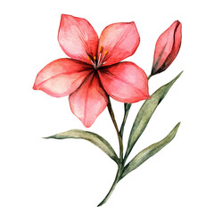 A watercolor vector of a Maltese Cross flower, isolated on a white background. Maltese Cross flower vector


