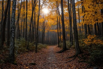 Obraz premium autumn in the forest