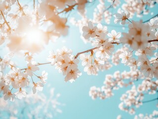 Obraz premium A low-angle view of cherry blossoms in full bloom against the bright spring sky. The petals are illuminated by sunlight, showing fine natural textures.