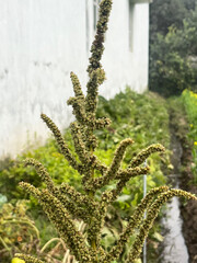 Close up shoot of Sponge Gourd on field.