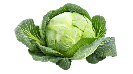 Fototapeta premium Fresh green cabbage harvested in organic farm close-up view nature photography sustainable agriculture