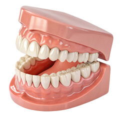 Healthy Human Teeth Dental Model 3d jaw isolated on white background