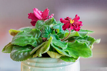 Blooming indoor varietal violet of burgundy color.