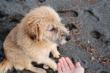 Red large sad shaggy dog ​​and a person's hand stretched out to her, soft selective focus. Conceptual image of friendship, trust, love, help between a person and a dog. Homeless street animals.