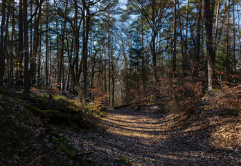 Wandern im Wald und Forst, alles ändert sich