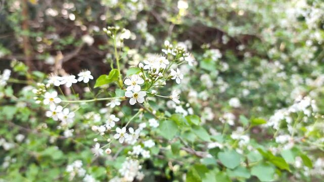 Mahaleb cherry: a species of Cherry tree, its botanical name is Prunus mahaleb.