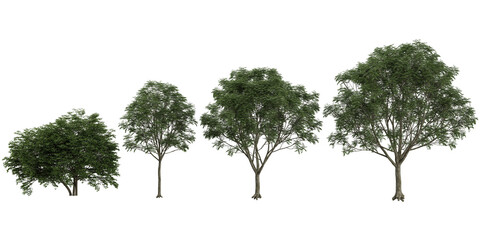 Collection of Neem Trees on transparent background