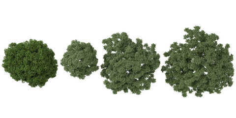 Collection of Neem Trees on transparent background from the top view
