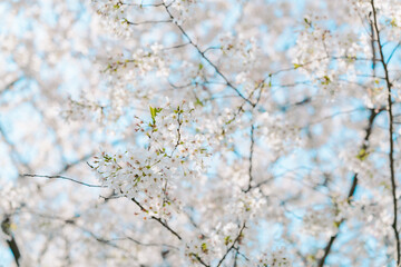 2025年の日比谷の桜