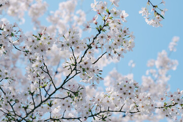 2025年の日比谷の桜
