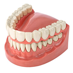 Healthy Human Teeth Dental Model 3d jaw isolated on white background