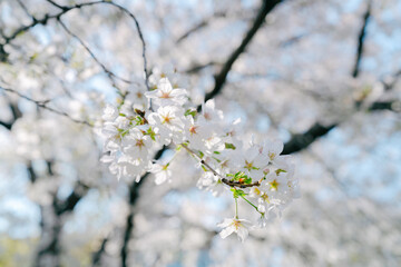 2025年の日比谷の桜