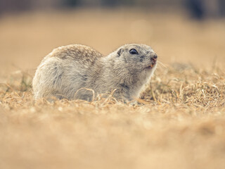 Prairie dog in a grassy field awakened in spring after hibernation