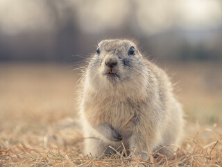 Prairie dog in a grassy field awakened in spring after hibernation