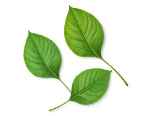 Obraz premium Three Green Leaves on White Background