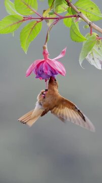 Hummingbird feeding on flower.