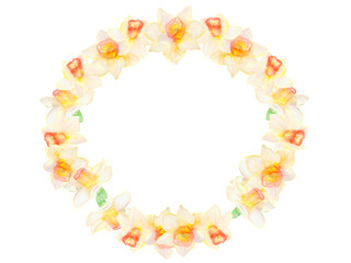 Obraz premium Round frame of daffodils isolated on white background. Watercolor circle round frame hand drawn for invitations, greetings, flyers, print, scrapbooking, decoupage.