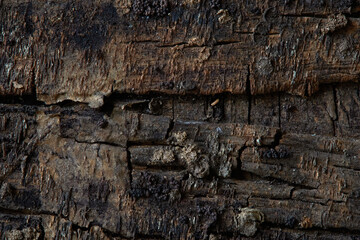 Close up Macro Shot of Textured Wooden Surface Highlighting Natural Patterns and Rich Colors