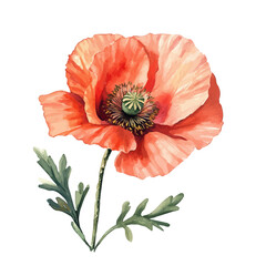 A watercolor of a poppy flower, isolated on a white background. Poppy flower vector.

