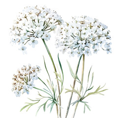 A watercolor of a queen anne's lace flower, isolated on a white background. Queen anne's lace flower vector.

