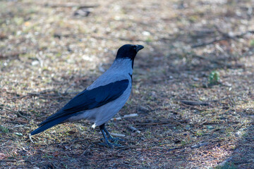 Obraz premium portrait of a crow on the ground