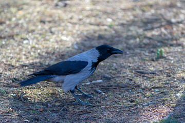 portrait of a crow closeup