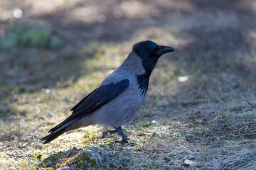crow on the ground close up