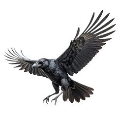 Fototapeta premium Raven in Flight